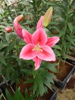 [5369 Barossa VZ No02.JPG]